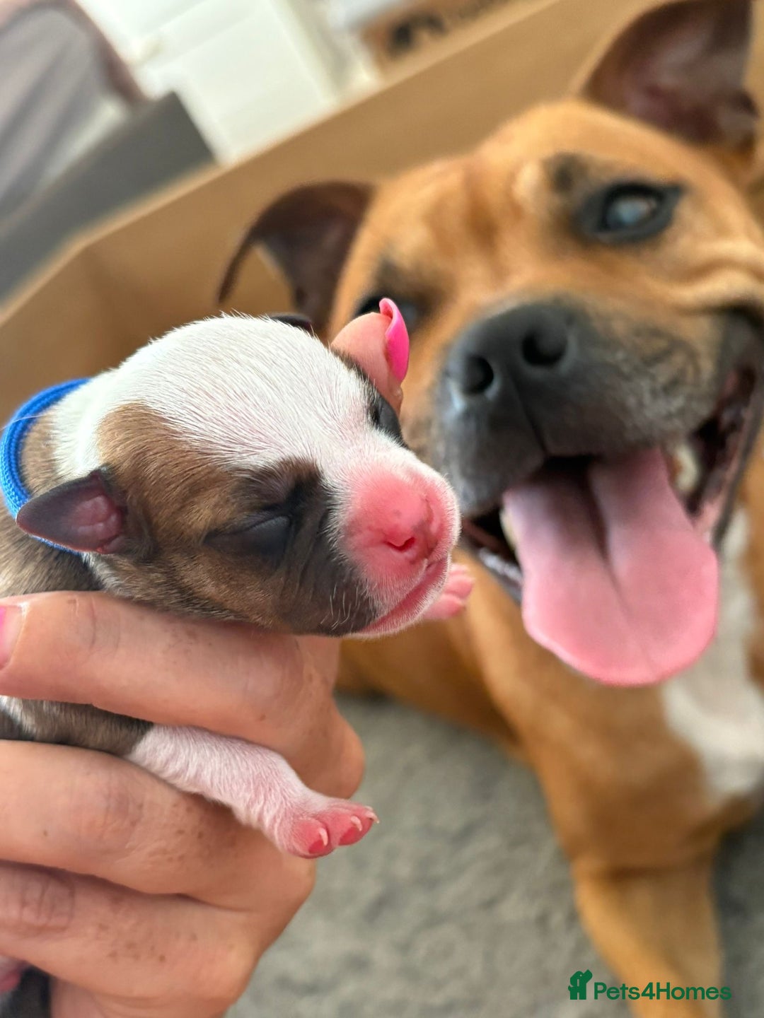 Staffordshire Bull Terrier dogs for sale: KC Staffordshire bull terriers 🧡🧡🏆🩸 REDS  - Image 4