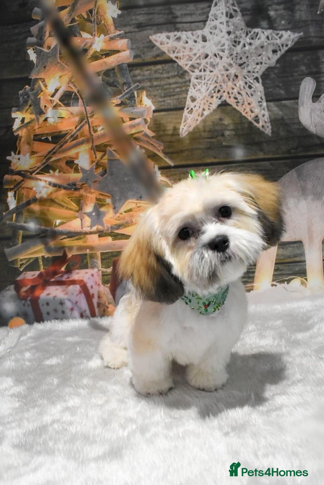 Shih Tzu dogs for sale: Female shih tzu  - Advert 1