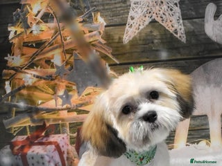 Shih Tzu dogs Female shih tzu - Advert 7