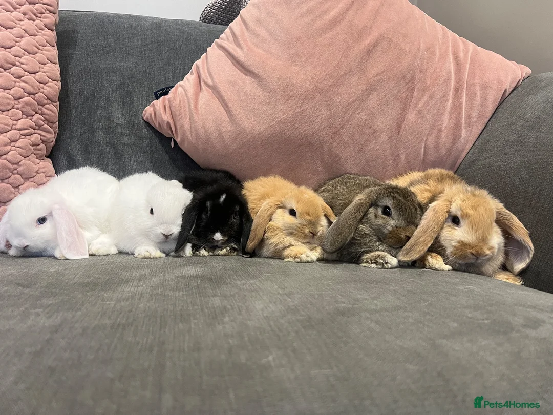 Mini Lop rabbits for sale: Lovely mini lop rabbits for sale  - Advert 2