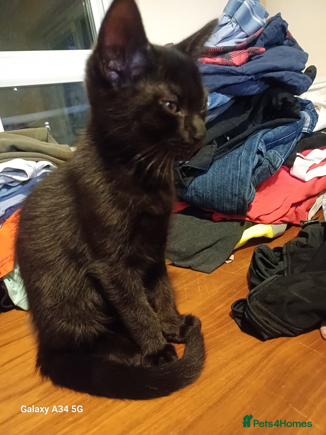 Mixed Breed cats for sale: 4 stunning kittens looking for their forever home. - Image 4