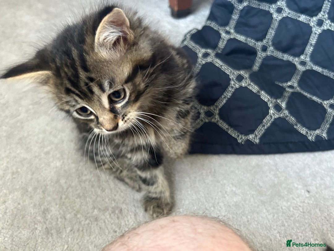 Domestic Shorthair cats for sale: 4 Beautiful Short Hair Kittens  - Image 2