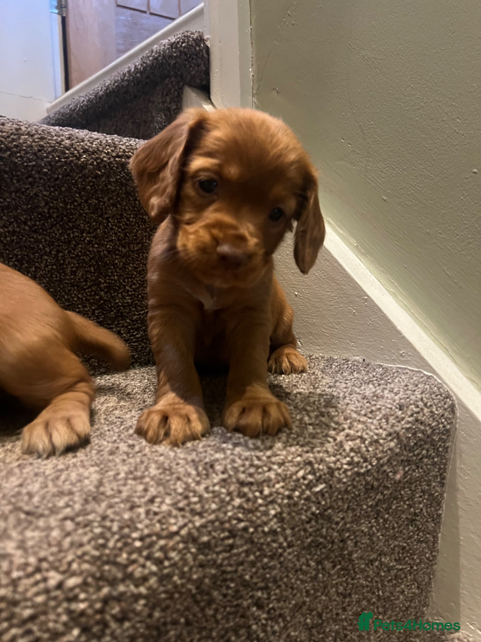 Cocker Spaniel dogs Working cocker spaniel kc registered boys only  - Advert 1