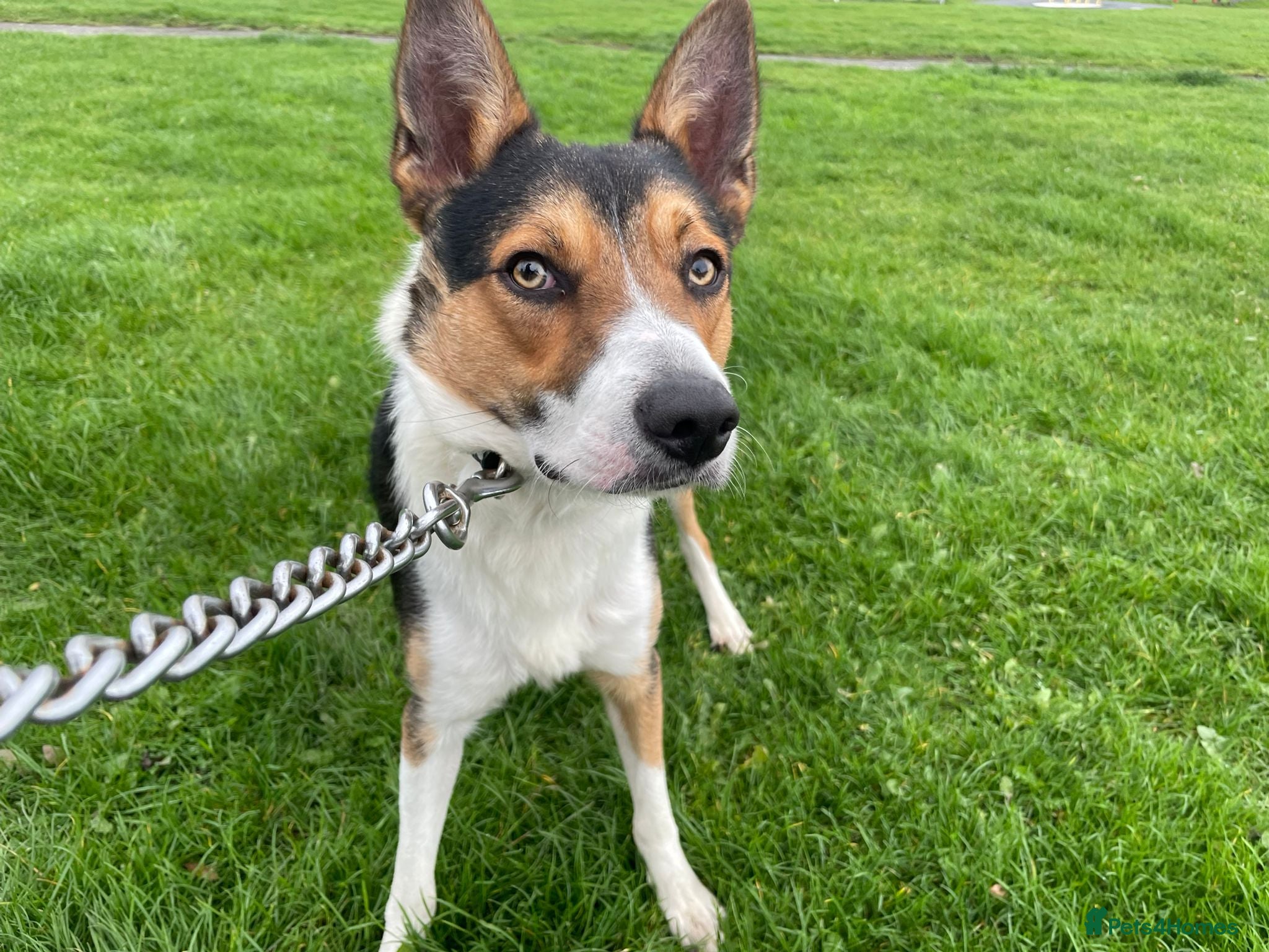 Border Collie dogs Tri colour border collie in Chesterfield - Advert 1