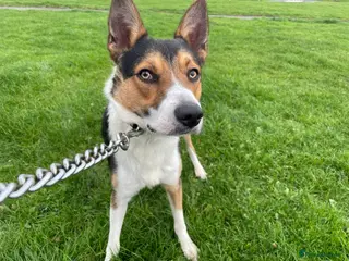 Border Collie dogs Tri colour border collie in Chesterfield - Advert 4
