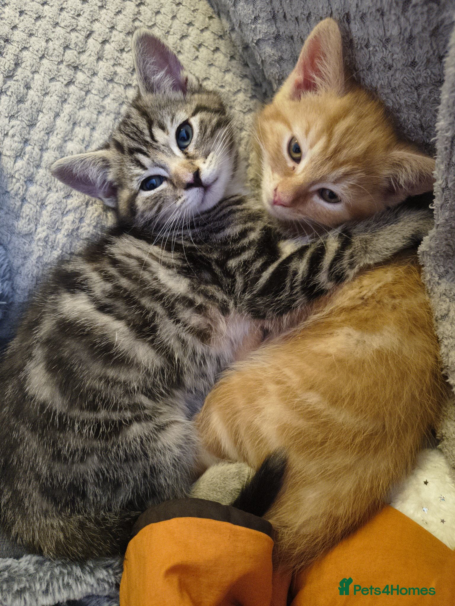Mixed Breed cats 5 Beautiful Kittens * TABBY * GINGER *  - Advert 2