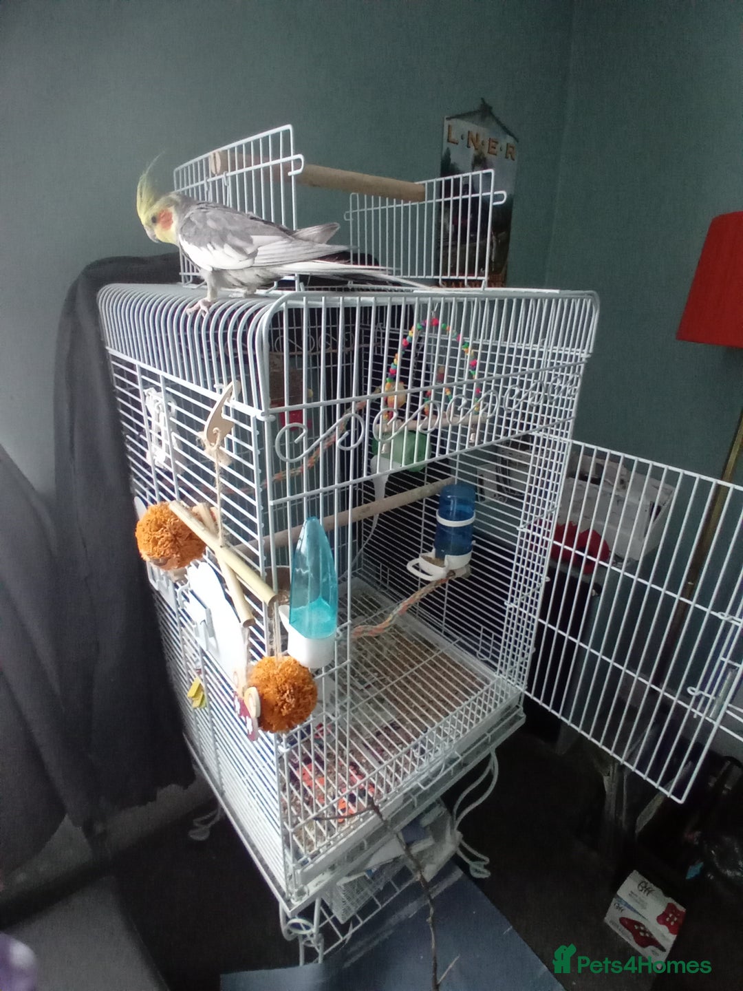 Cockatiels birds for sale: Pair of cockatiels with cage - Image 5