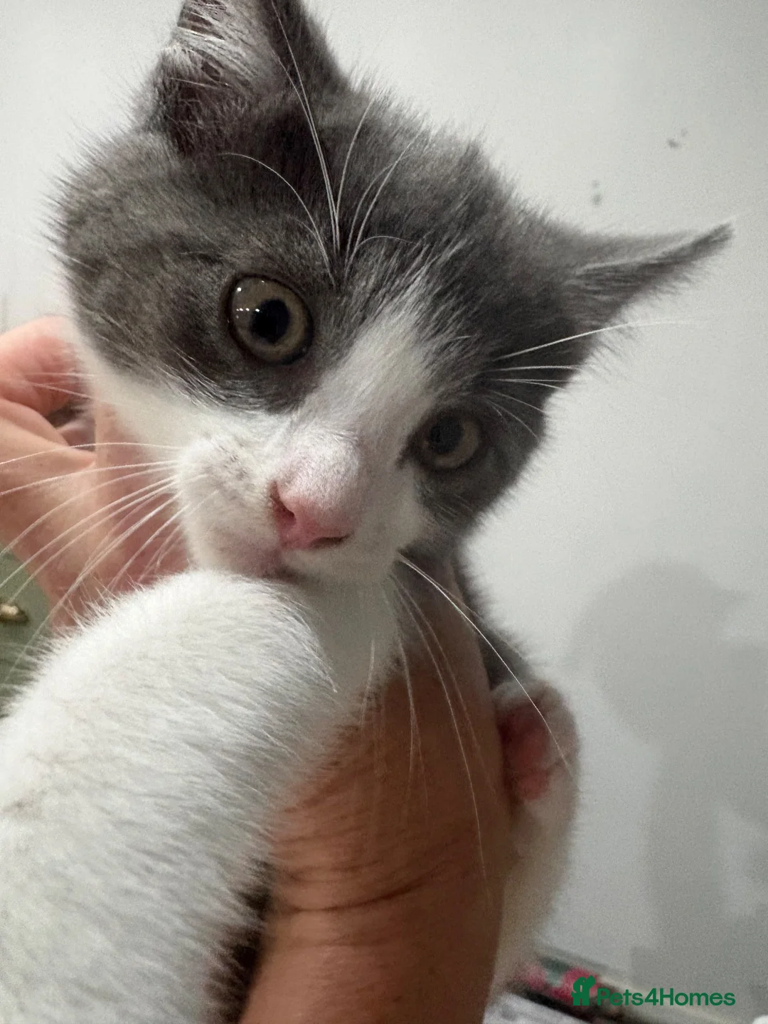 Mixed Breed cats for sale: Maine coon x Persian  - Advert 7