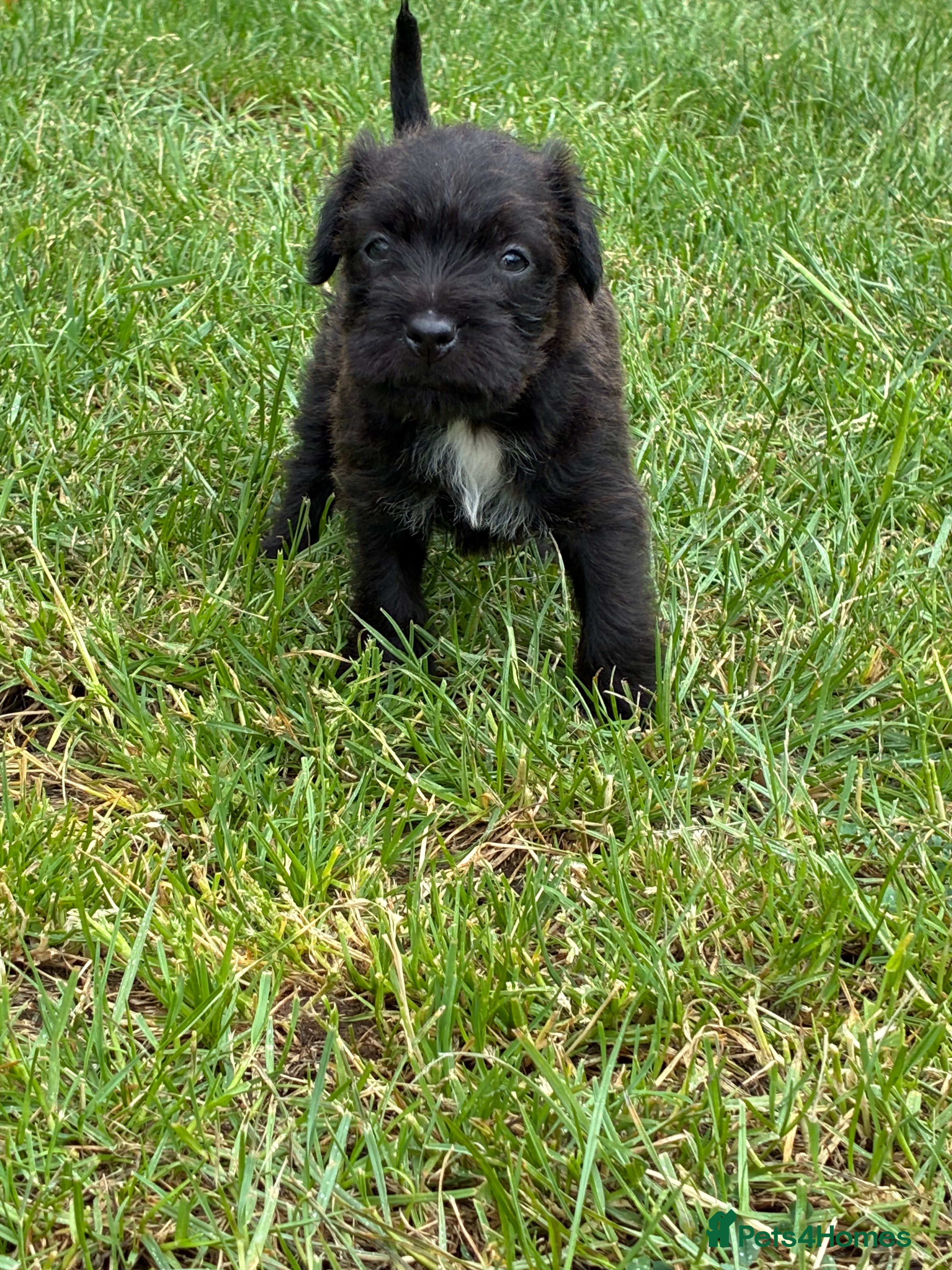 Mixed Breed dogs for sale: Patterdale Lakeland’s - Advert 11