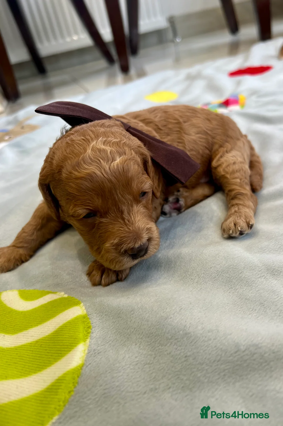 Cockapoo dogs for sale: Fabulous Cockapoo Puppies - Advert 34