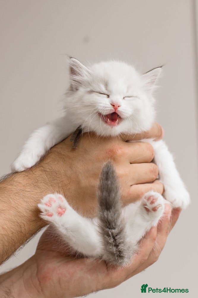 Ragdoll cats Best Ragdoll kittens - Advert 2