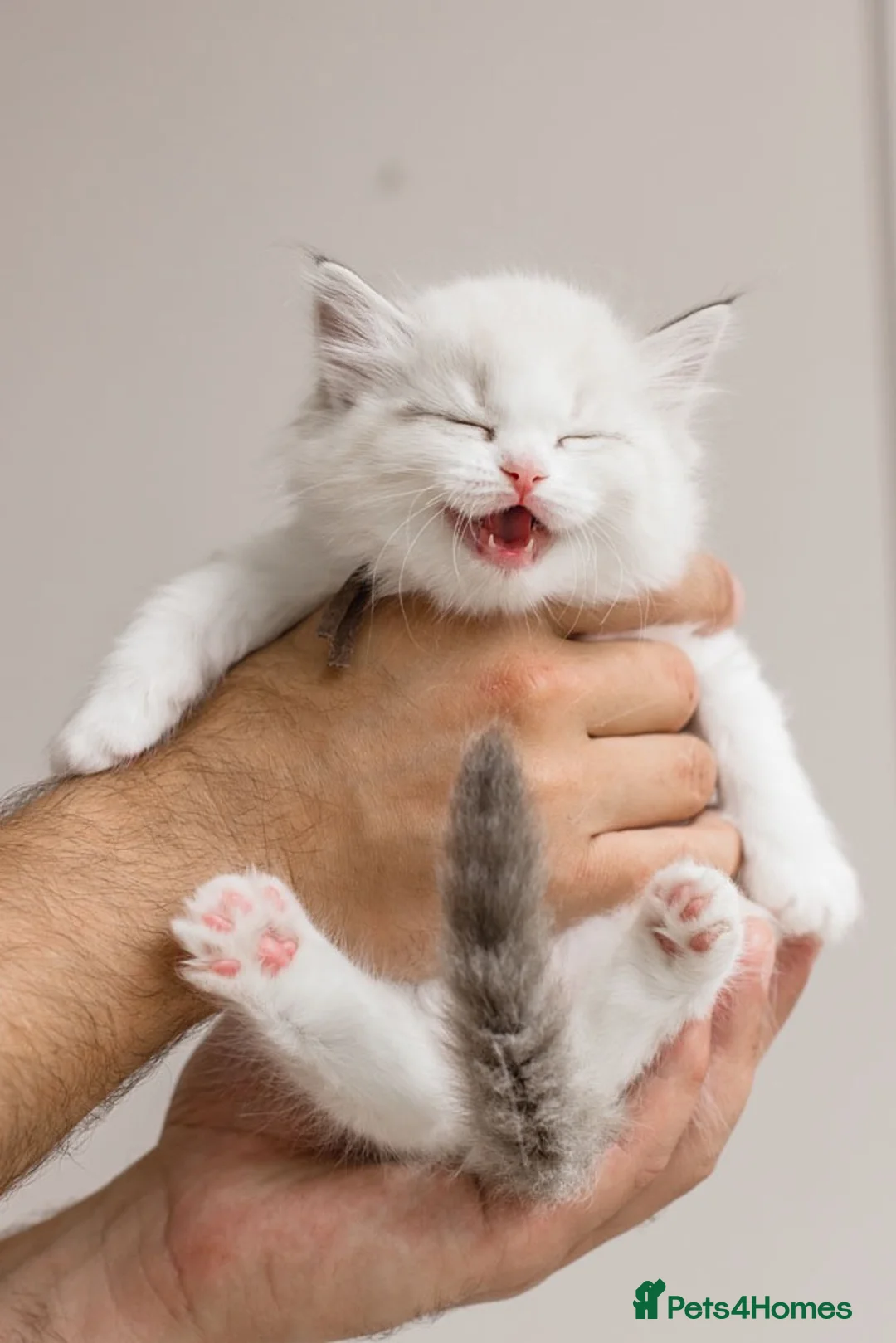 Ragdoll cats for sale: Best Ragdoll kittens - Advert 2