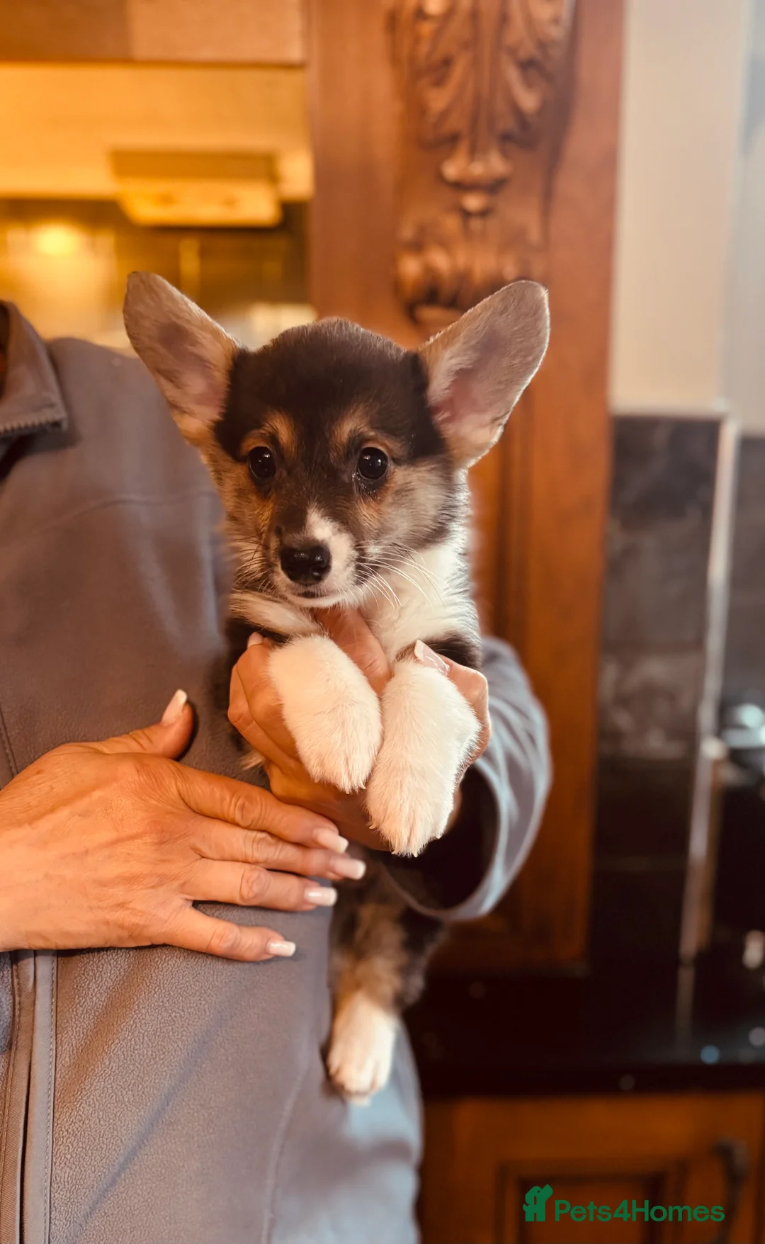 Welsh Corgi Pembroke dogs for sale: KC litter, health tested parents, licensed breeder - Advert 6