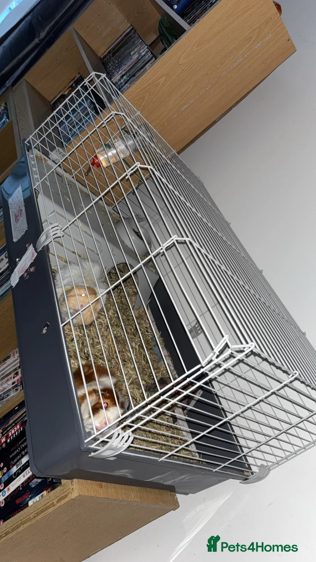 Guinea Pig rodents for sale: 2 bonded males  in Southampton - Advert 3