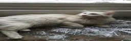 Norwegian Forest Cat cats for sale: I saved the best girl for last!  - Advert 16
