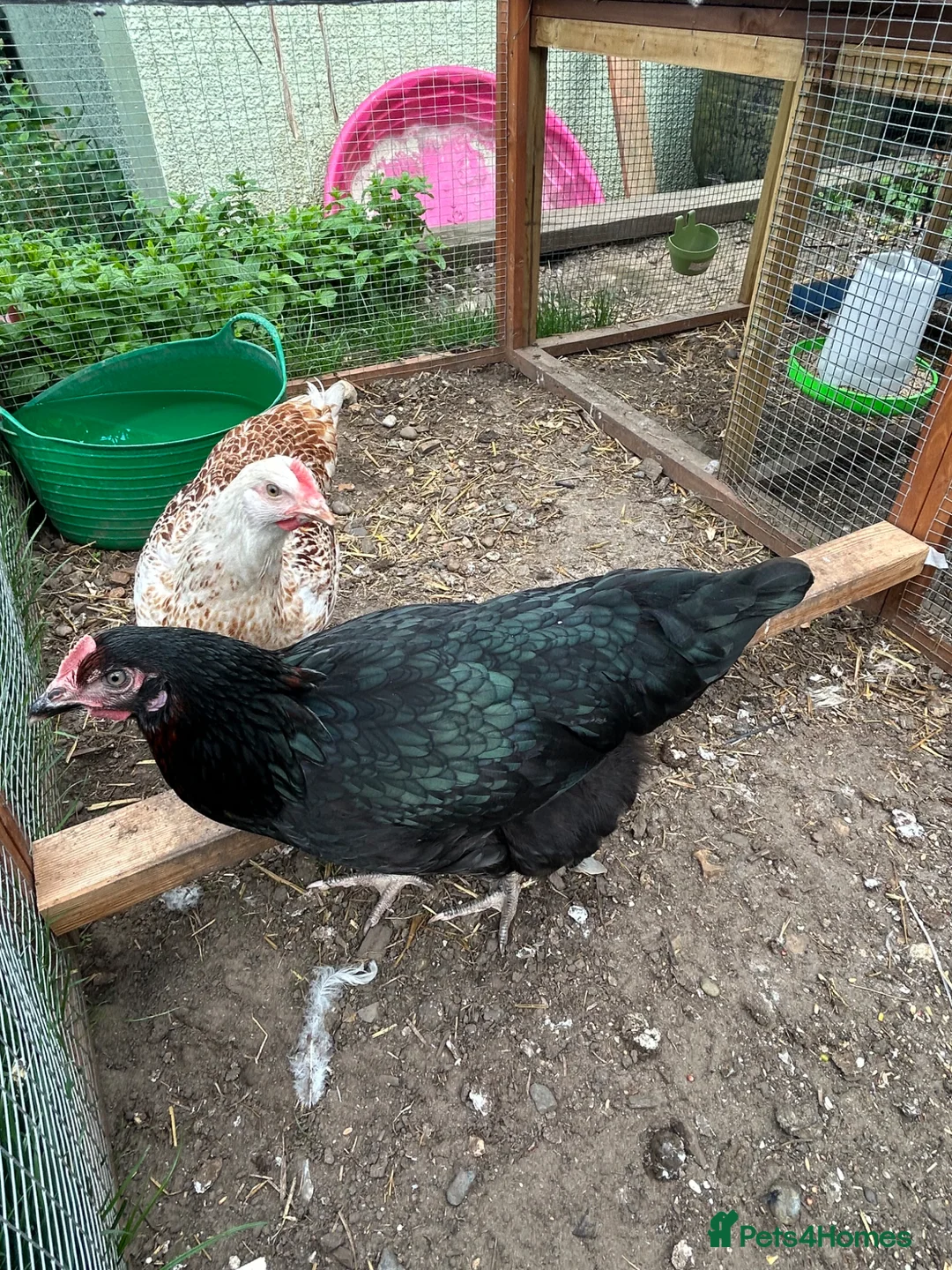 Chickens poultry for sale: Hybrid Hens - Advert 15