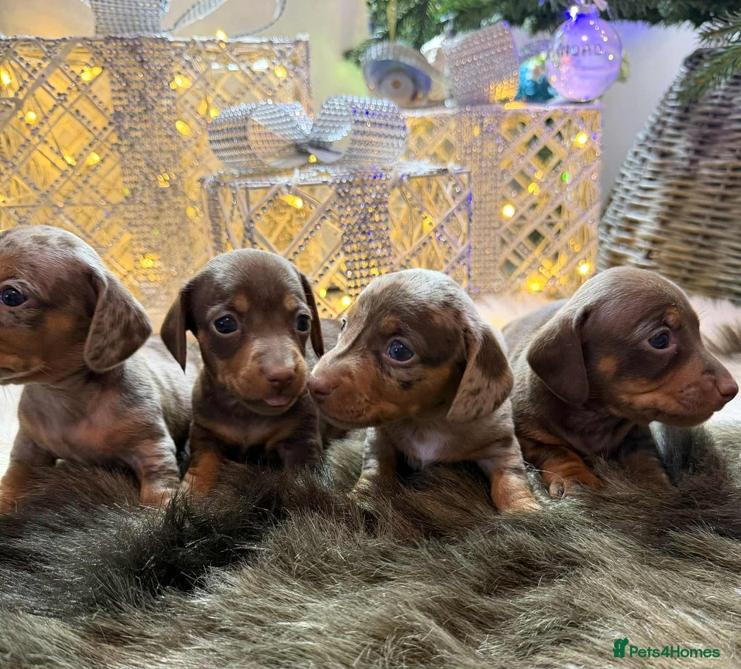 Miniature Dachshund dogs for sale: Miniature Daschunds Pra Clear  - Advert 3