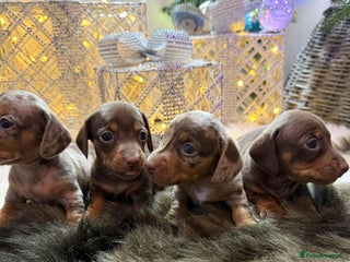 Miniature Dachshund dogs Miniature Daschunds Pra Clear - Advert 11