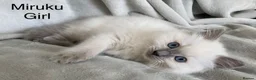 Ragdoll cats for sale: Beautiful GCCF Pedigree Ragdoll Kittens - Advert 4