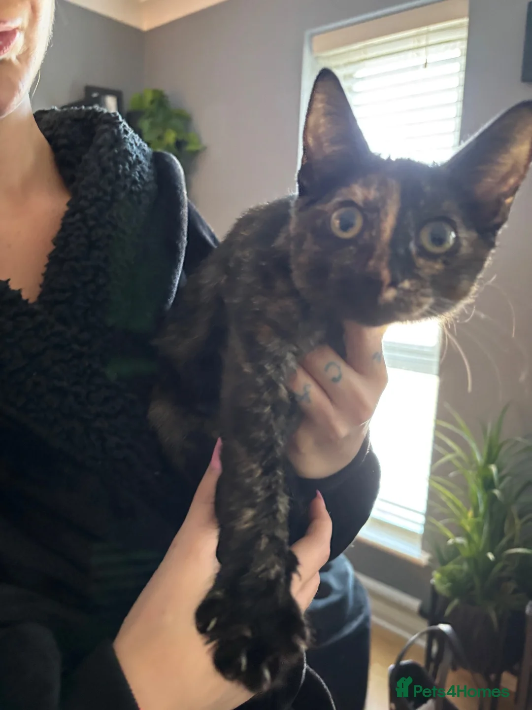 Sphynx cats for sale: Sphynx  cross female kitten 11wks  - Advert 9