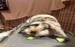 Lionhead rabbits for sale: Male and Female Rabbit Pair - Image 4