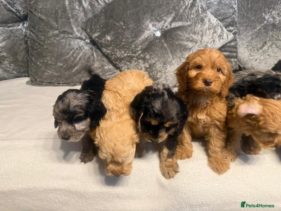 Cockapoo dogs for sale: Beautiful Cockerpoo Puppies. (Sand, Merle, Black) - Image 29