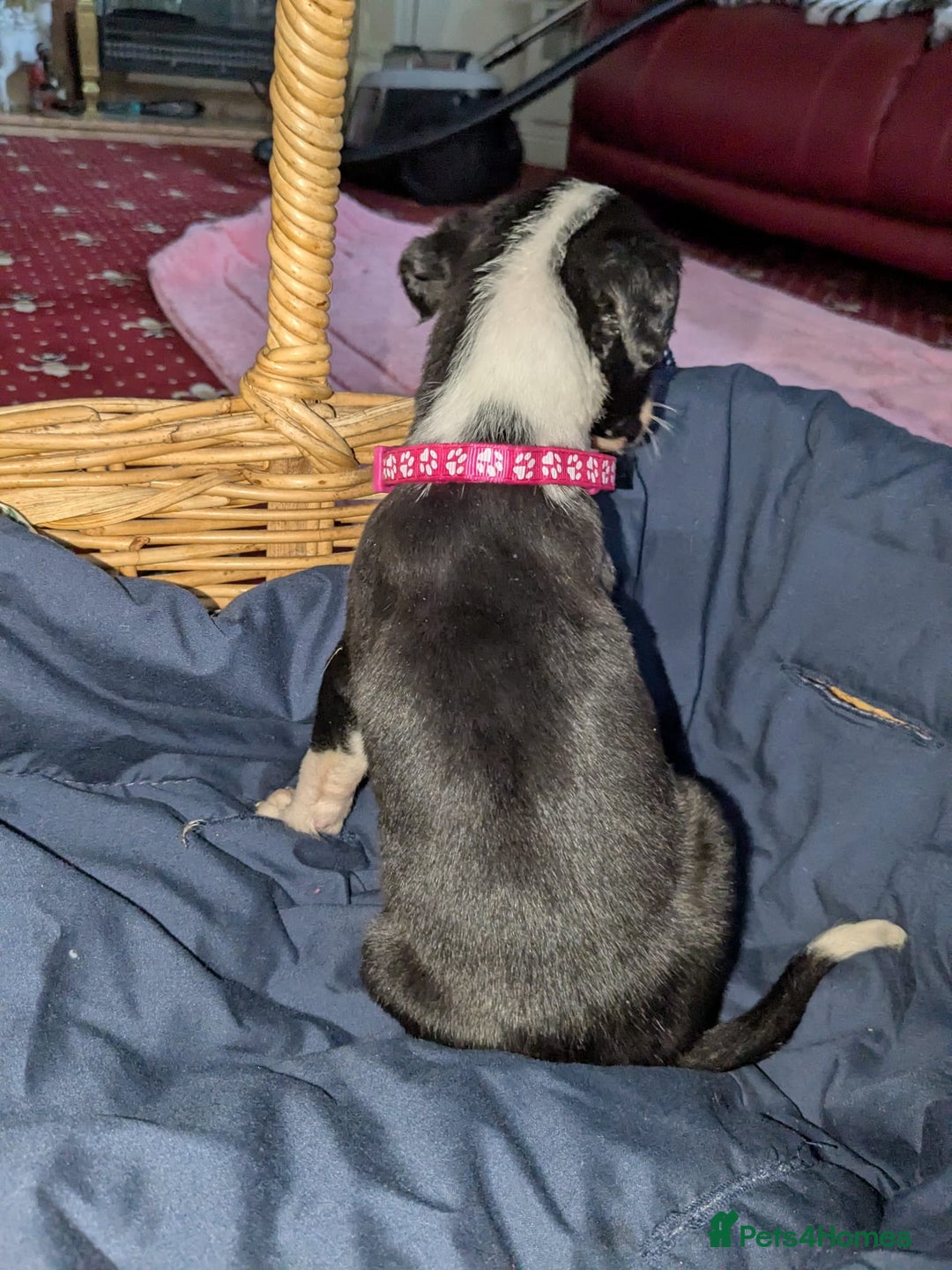 Mixed Breed dogs for sale: Saluki whippets  - Image 19