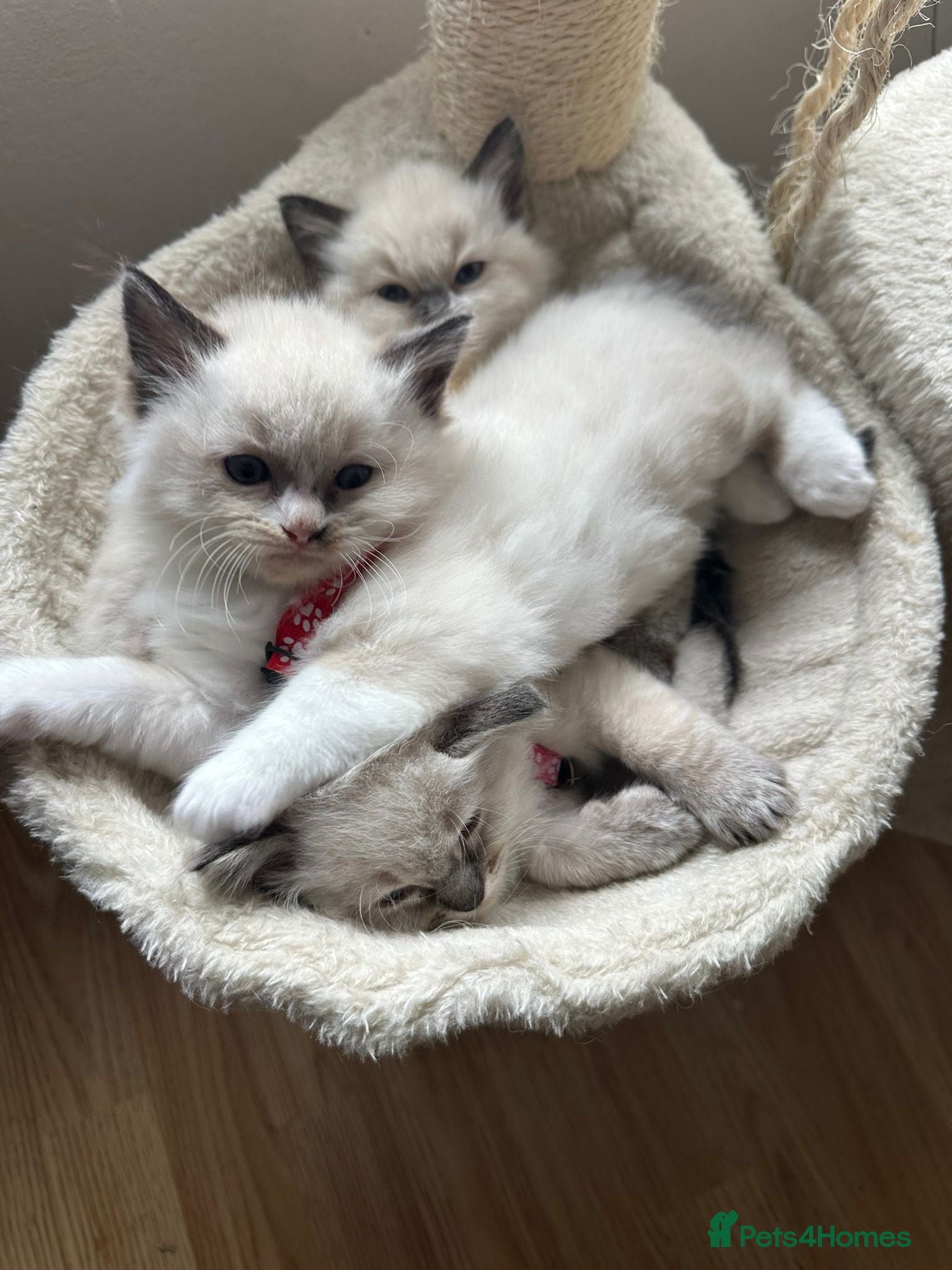 Ragdoll cats Beautiful Ragdoll kittens - Advert 15