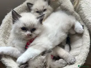 Ragdoll cats Beautiful Ragdoll kittens - Advert 15