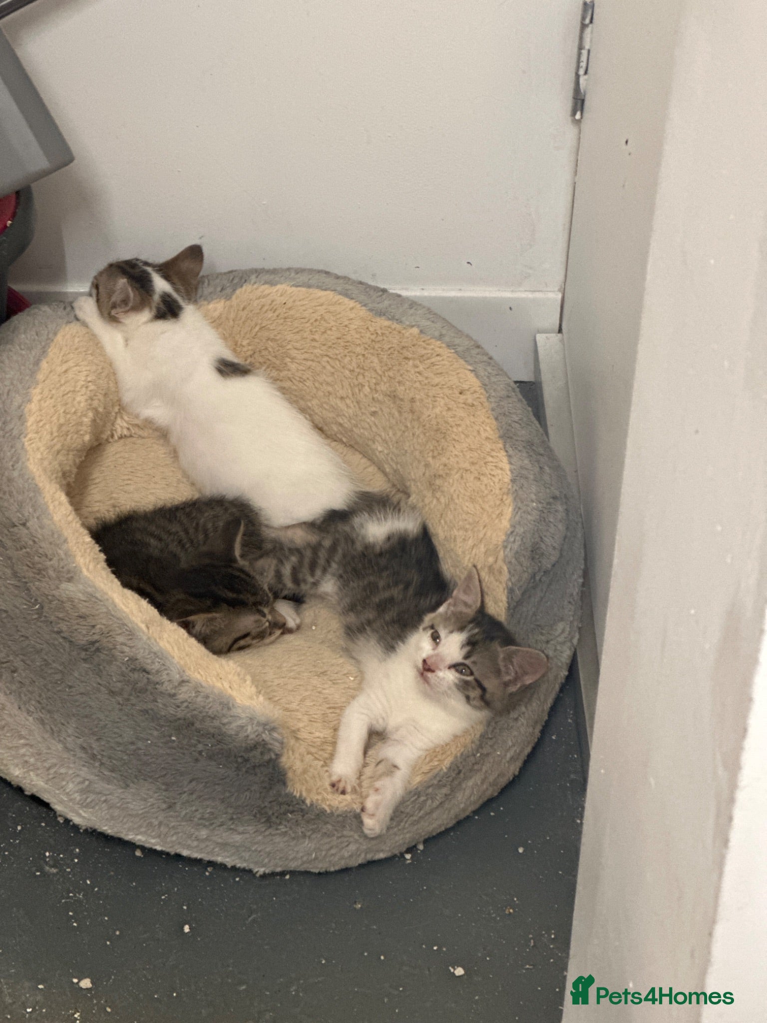 Mixed Breed cats Beautiful Siberian Mix Kitten – Friendly & Healthy - Advert 1