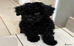 Toy Poodle dogs for sale: Beautiful hypoallergenic Toy poodle pups - Image 10