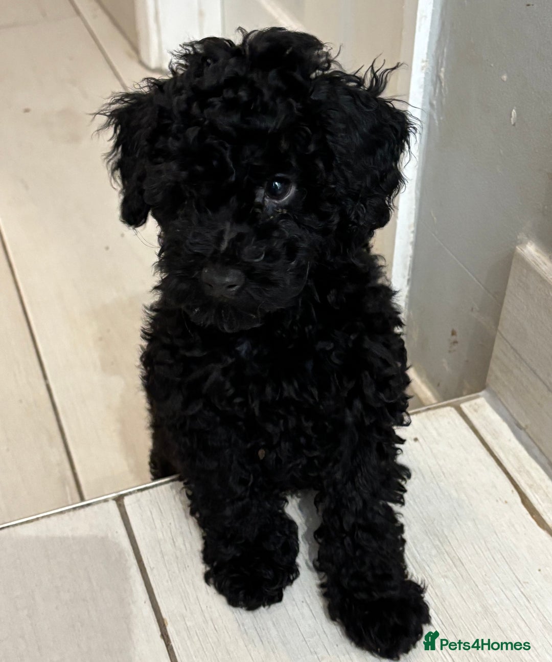 Toy Poodle dogs for sale: Beautiful hypoallergenic Toy poodle pups - Image 10