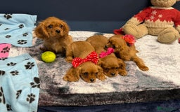 Cavalier King Charles Spaniel dogs for sale: Cavalier king Charles  Ruby's puppy's   - Image 17