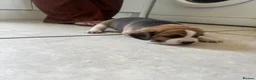 Beagle dogs for sale: Stunning Beagle puppies  - Advert 20