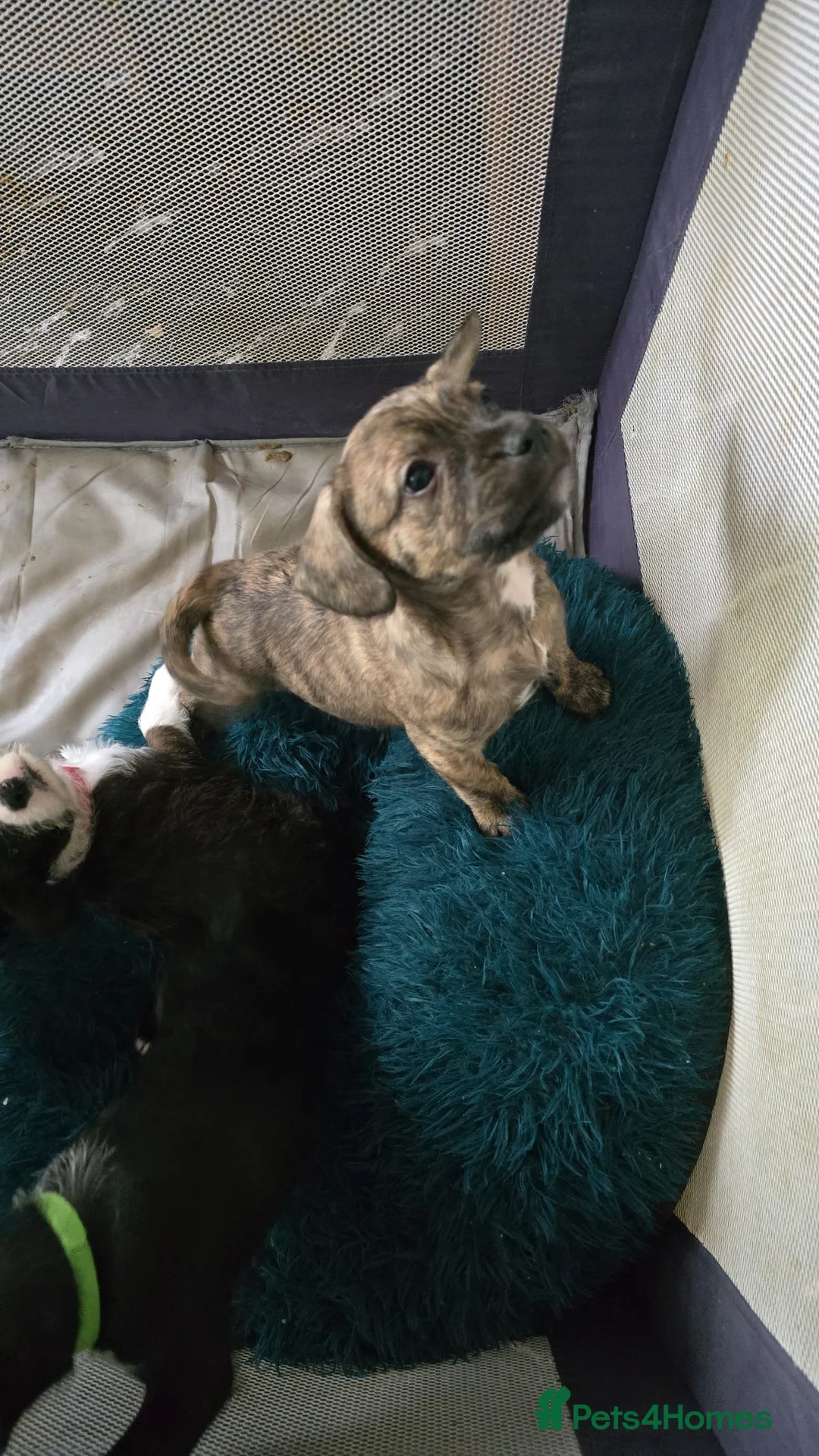 Mixed Breed dogs for sale: Cockapoo x frenchie - Advert 2