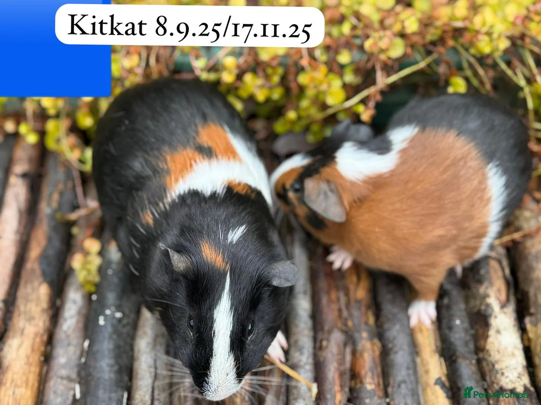 Guinea Pig rodents for sale: Gorgeous baby and young guinea pigs. Sheffield. - Advert 2