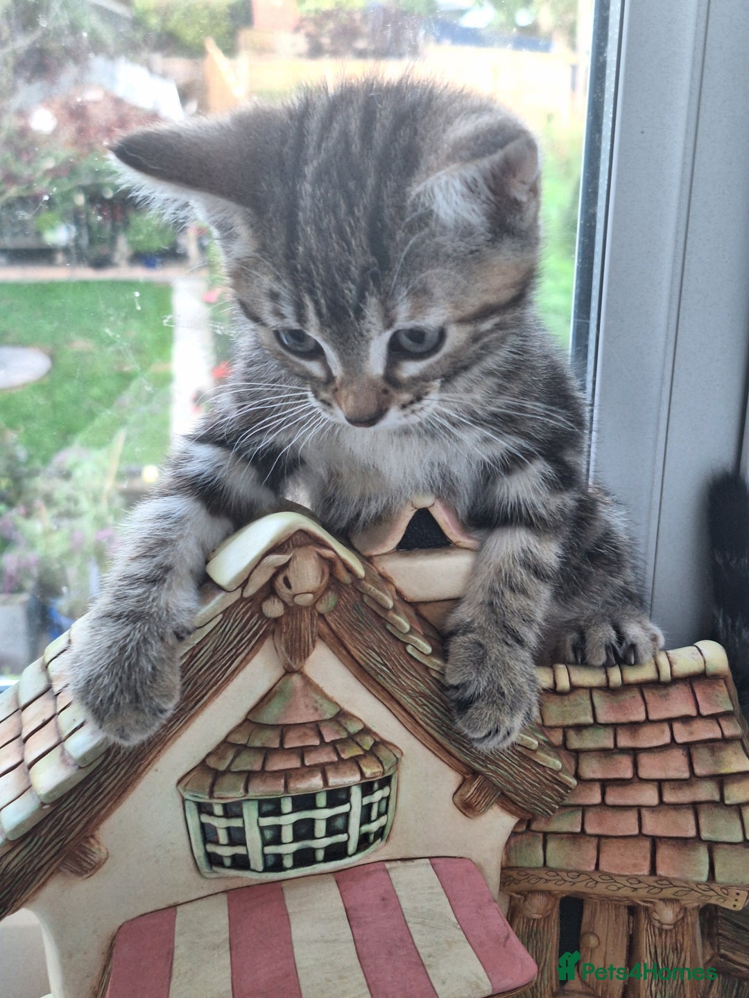 Domestic Shorthair cats for sale: ✨️ Beautiful 2 kittens 🩷🩵 Ready for homes now ✨️ - Image 27