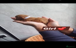 Cockapoo dogs for sale: Adorable Cockapoo’s - Image 11