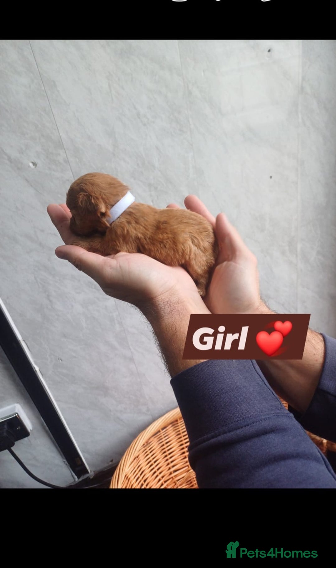 Cockapoo dogs for sale: Adorable Cockapoo’s - Image 11