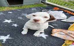 Braque du Bourbonnais dogs for sale: Braque du Bourbonnais Puppies - Image 7