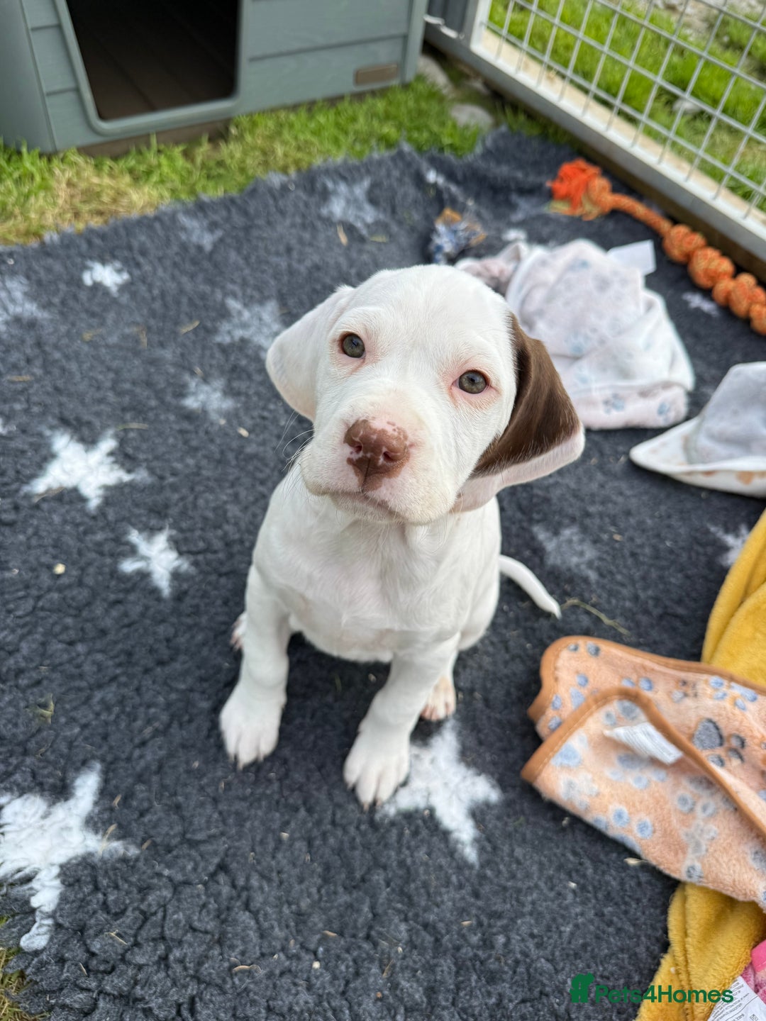 Braque du Bourbonnais dogs for sale: Braque du Bourbonnais Puppies - Image 7