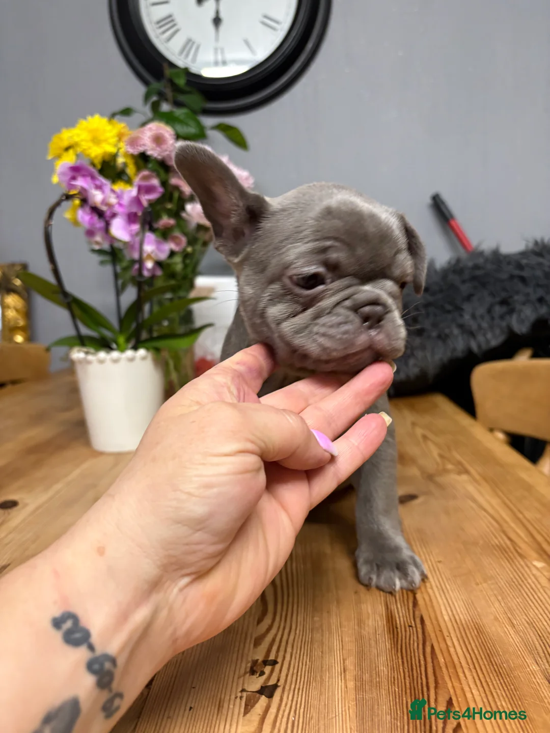 French Bulldog dogs for sale: READY LAST BLUE GIRL LEFT  - Advert 2