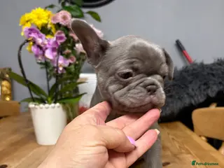 French Bulldog dogs LAST BLUE GIRL LEFT ❤️ READY TO LEAVE - Advert 11