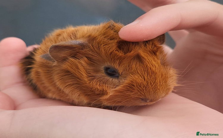 Guinea Pig rodents - Advert 5