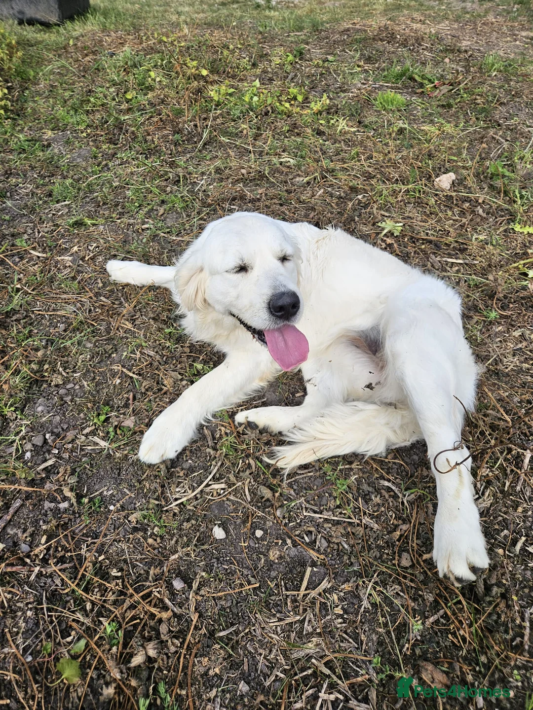 Golden Retriever dogs for sale: Looking for a new home - Advert 2