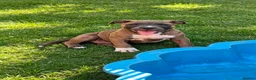 Staffordshire Bull Terrier dogs for sale: 🐾 STAFFORDSHIRE BULL TERRIER PUPPIES - Advert 5