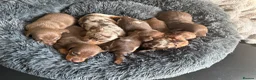 Miniature Dachshund dogs for sale: Kennel club Mini Dachshunds  - Advert 7