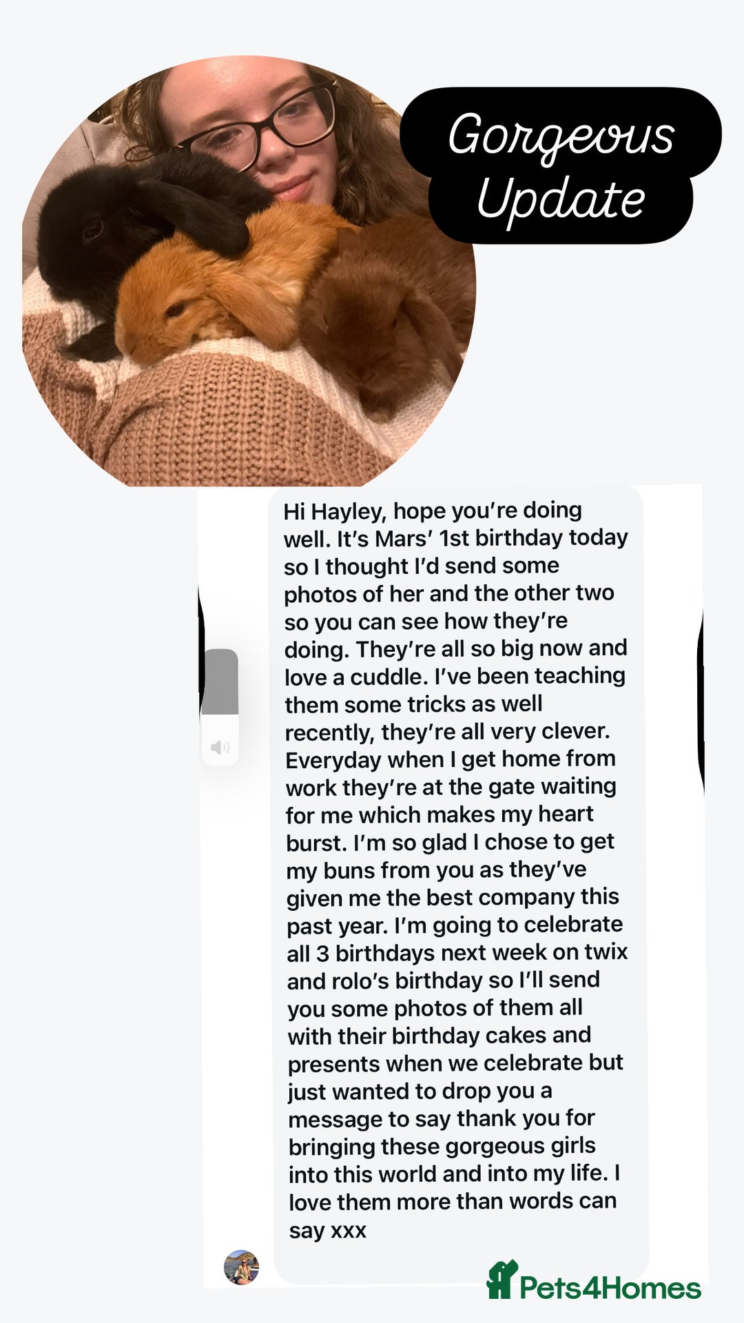 Mini Lop rabbits for sale: Gorgeous Mini Lops  - Advert 26