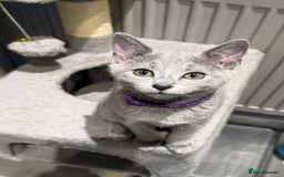 Russian Blue cats for sale: (TOP QUALITY) TICA REGISTERED RUSSIAN BLUE KITTENS - Image 5