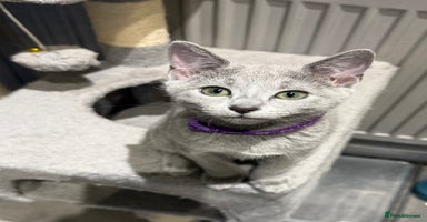 Russian Blue cats - Advert 12